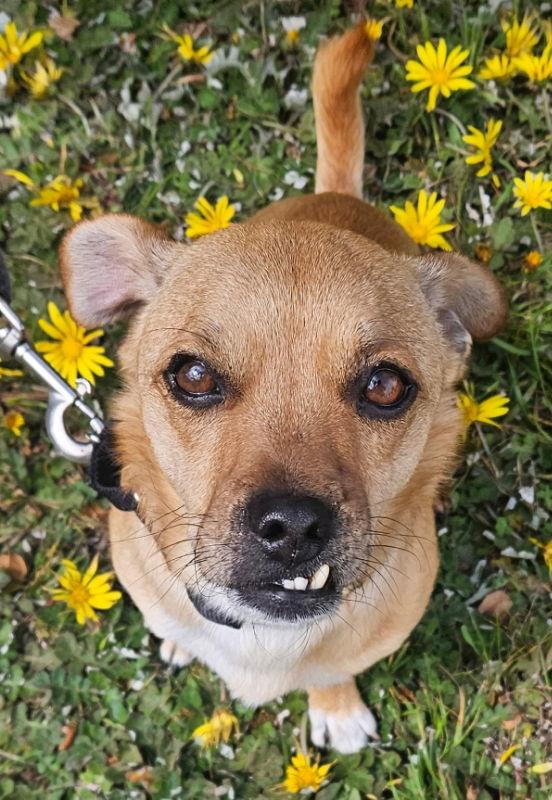 Enlarge Grin, a Adoptable mixed breed in San Francisco, CA image 1/3