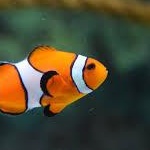 Enlarge Crazin-MYK-LEGACY, a Adoptable Pheasant in Bettles, AK image 3/6