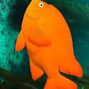 Enlarge Crazin-MYK-LEGACY, a Adoptable Pheasant in Bettles, AK image 4/6