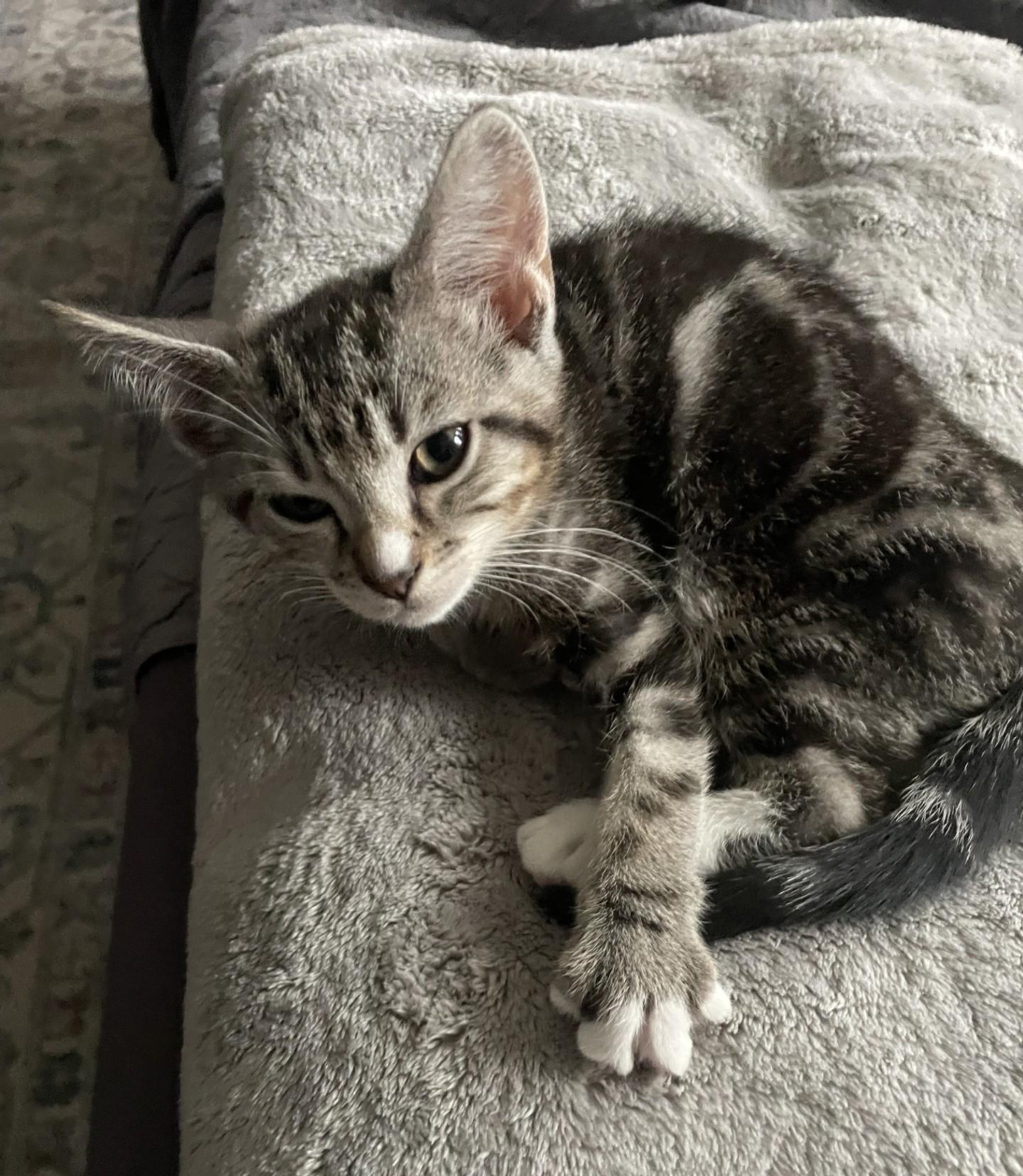 Enlarge Rocko, a Adopted Domestic Short Hair in Puyallup, WA image 3/5