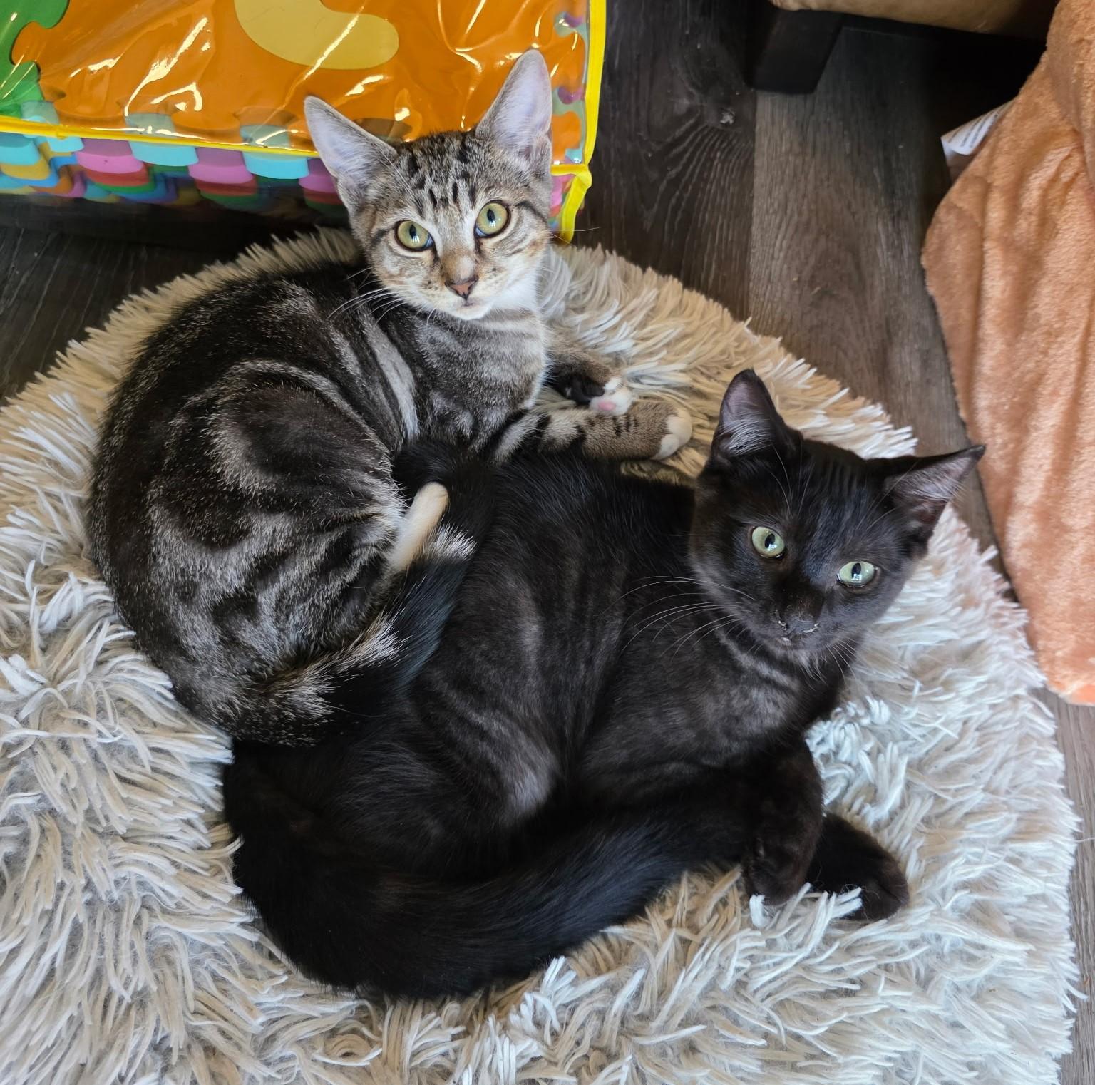 Enlarge Rocko, a Adopted Domestic Short Hair in Puyallup, WA image 4/5