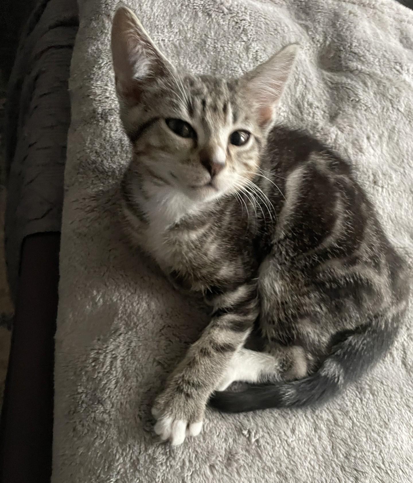 Enlarge Rocko, a Adopted Domestic Short Hair in Puyallup, WA image 1/5