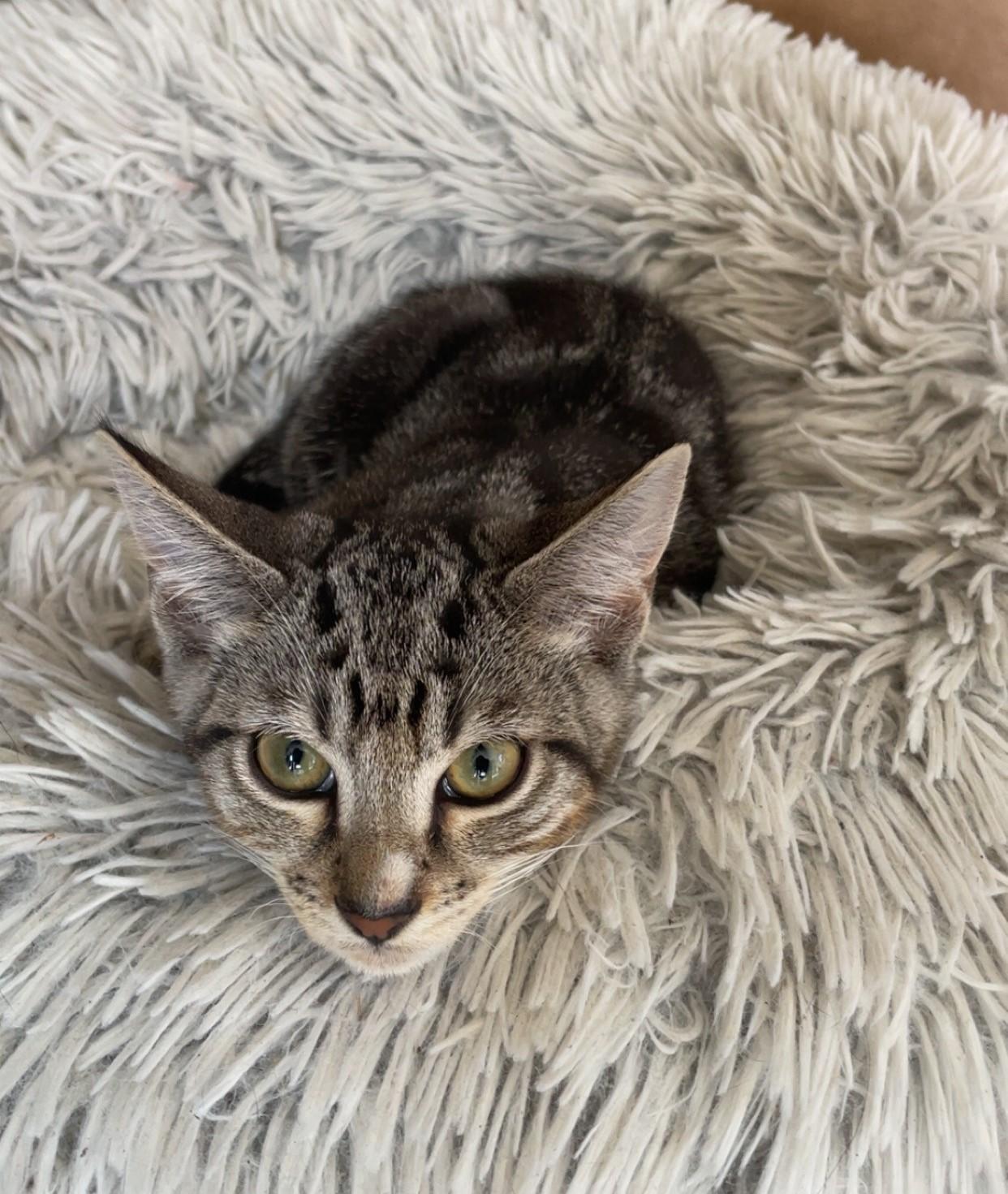 Enlarge Rocko, a Adopted Domestic Short Hair in Puyallup, WA image 2/5