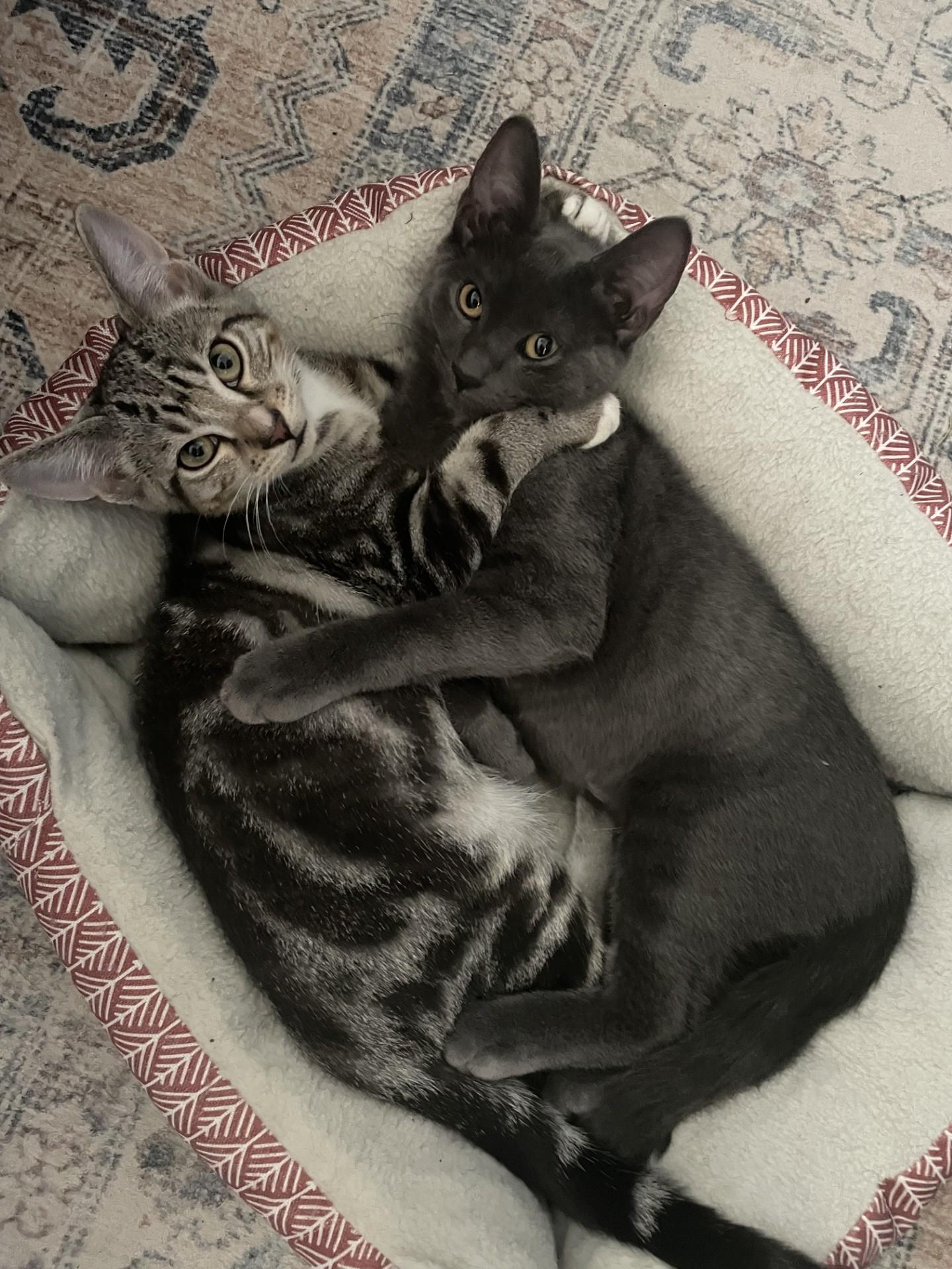 Enlarge Rocko, a Adopted Domestic Short Hair in Puyallup, WA image 5/5