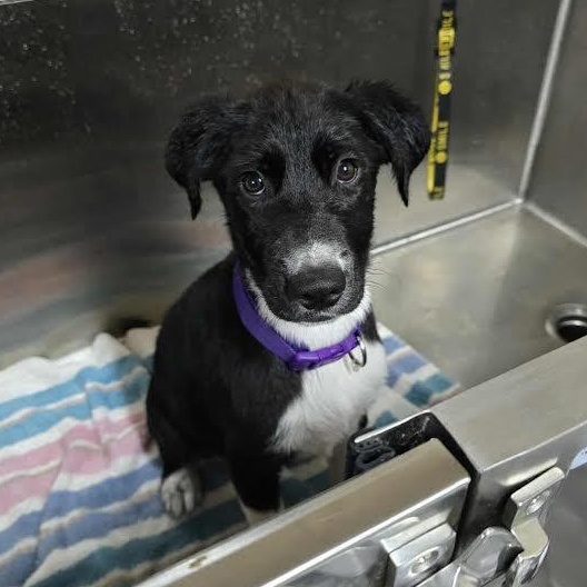 Enlarge Olive, a ADOPTABLE mixed breed in Austin, AR image 1/4