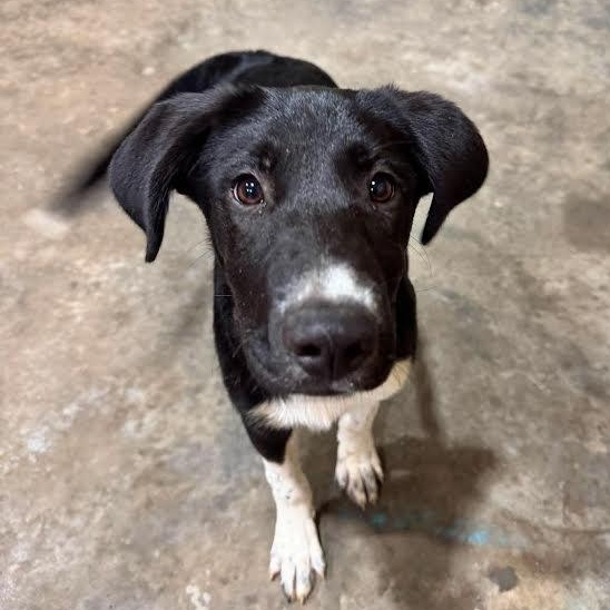 Enlarge Olive, a ADOPTABLE mixed breed in Austin, AR image 2/4