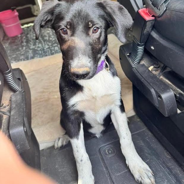 Enlarge Olive, a ADOPTABLE mixed breed in Austin, AR image 4/4
