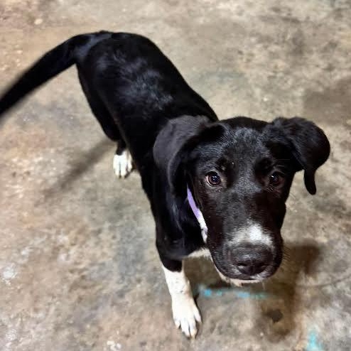 Enlarge Olive, a ADOPTABLE mixed breed in Austin, AR image 3/4