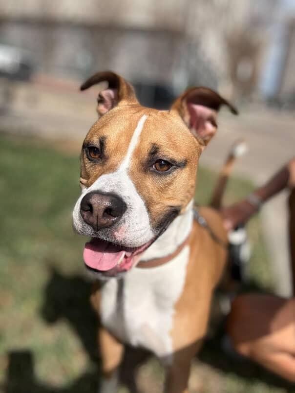 Giorgio, Adoptable, Adult Male Boxer.