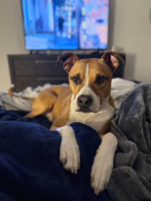 Giorgio, a Adoptable mixed breed in houston, TX image 2/6