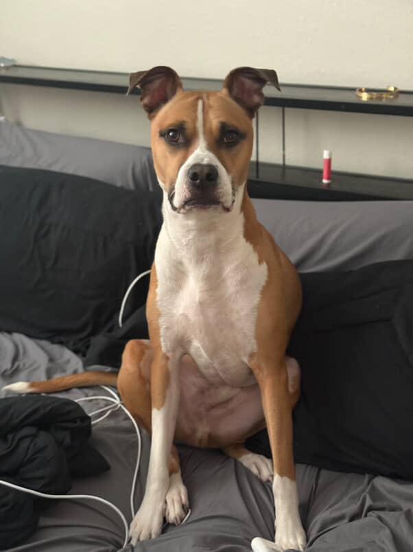 Giorgio, a Adoptable mixed breed in houston, TX image 4/6