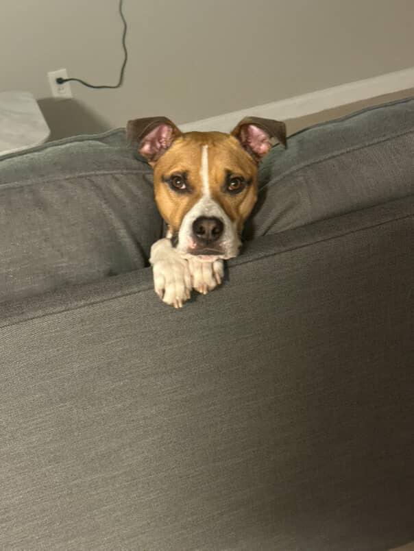 Giorgio, a Adoptable mixed breed in houston, TX image 5/6