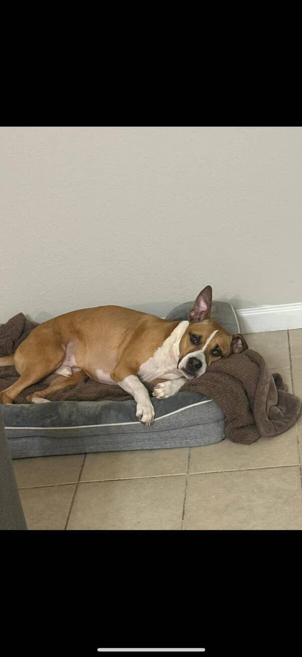 Giorgio, a Adoptable mixed breed in houston, TX image 6/6