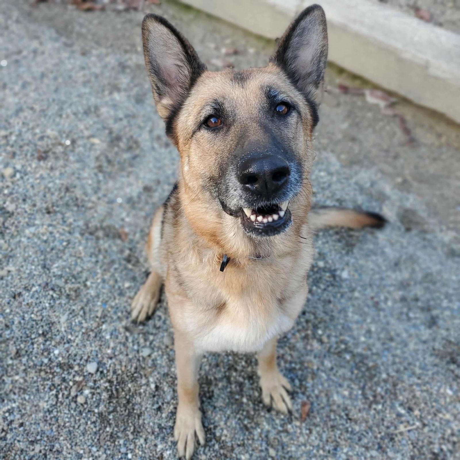 Ella, Adoptable, Adult Female German Shepherd Dog.