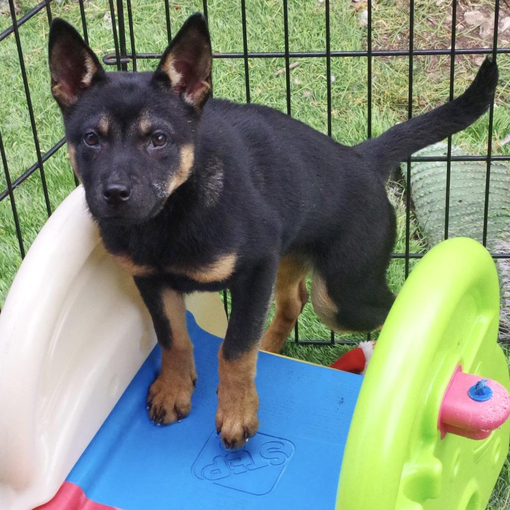 Puppy Loretta thumbnail 2