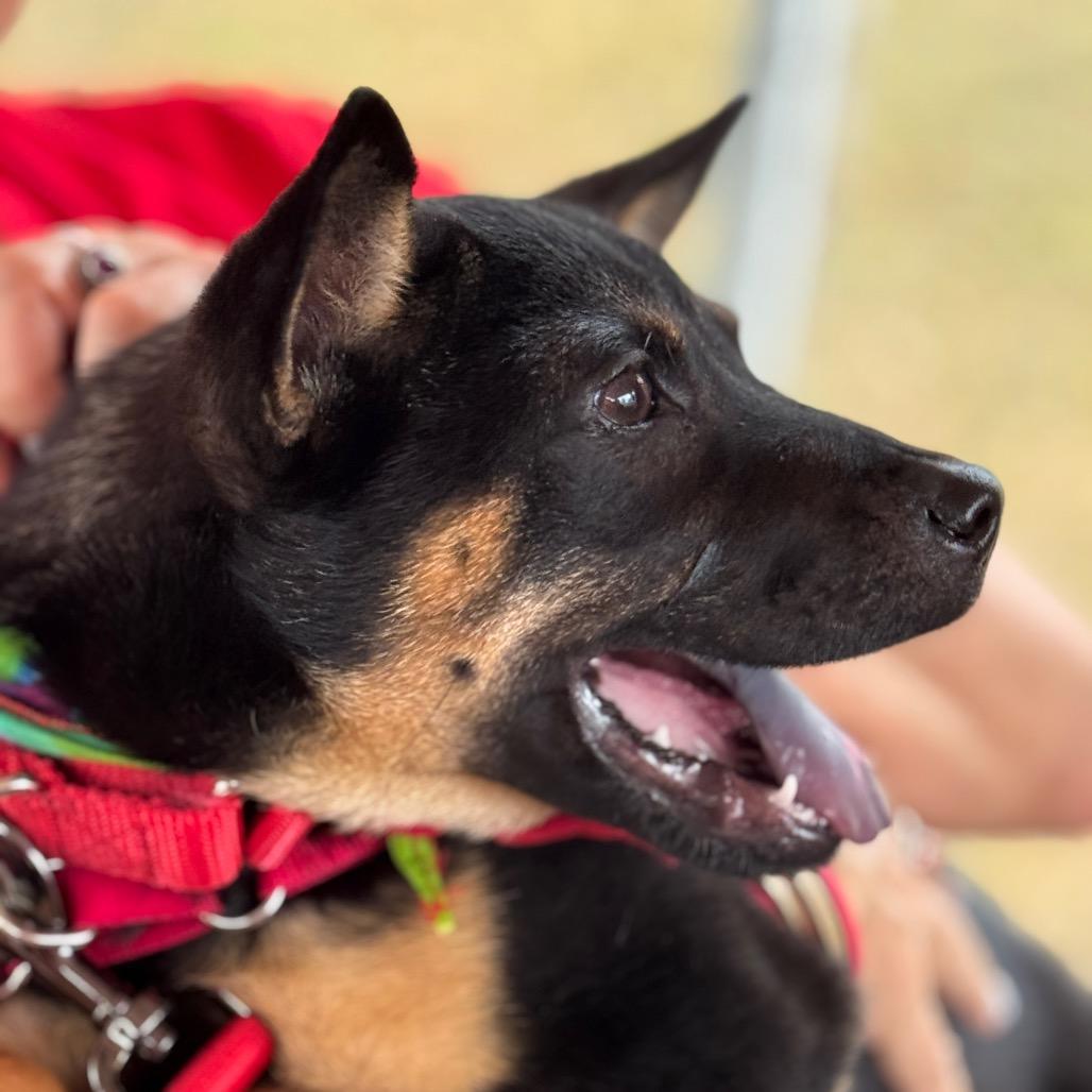 Puppy Loretta thumbnail 3