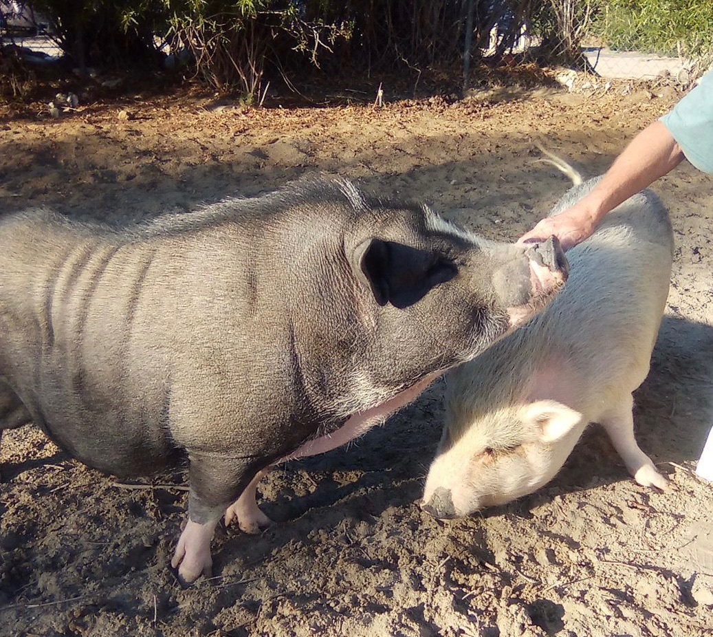 Pinky, a Adoptable Pig in Palm Desert, CA image 3/6