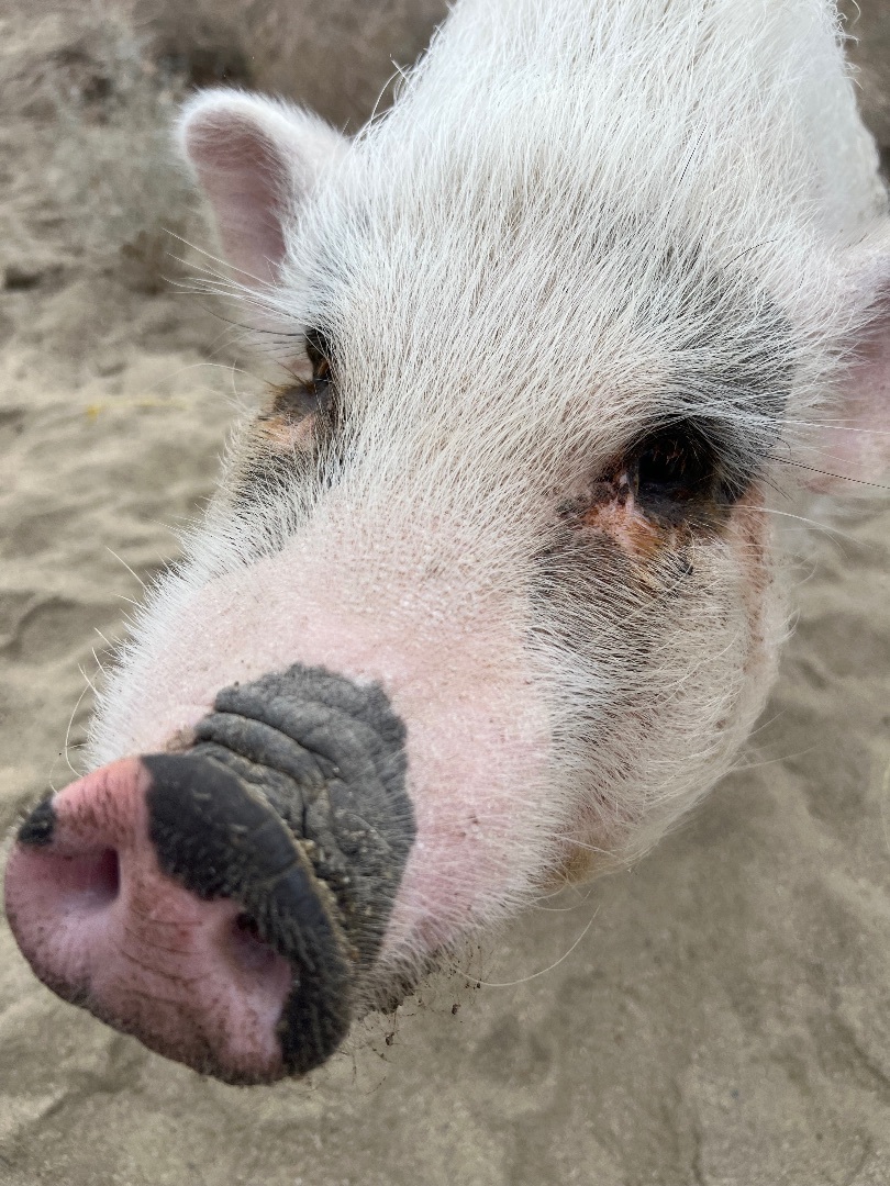 Pinky, a Adoptable Pig in Palm Desert, CA image 1/6