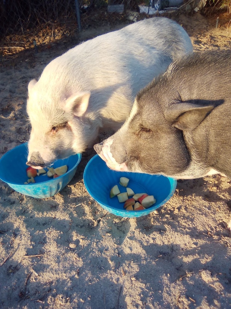 Pinky, a Adoptable Pig in Palm Desert, CA image 2/6