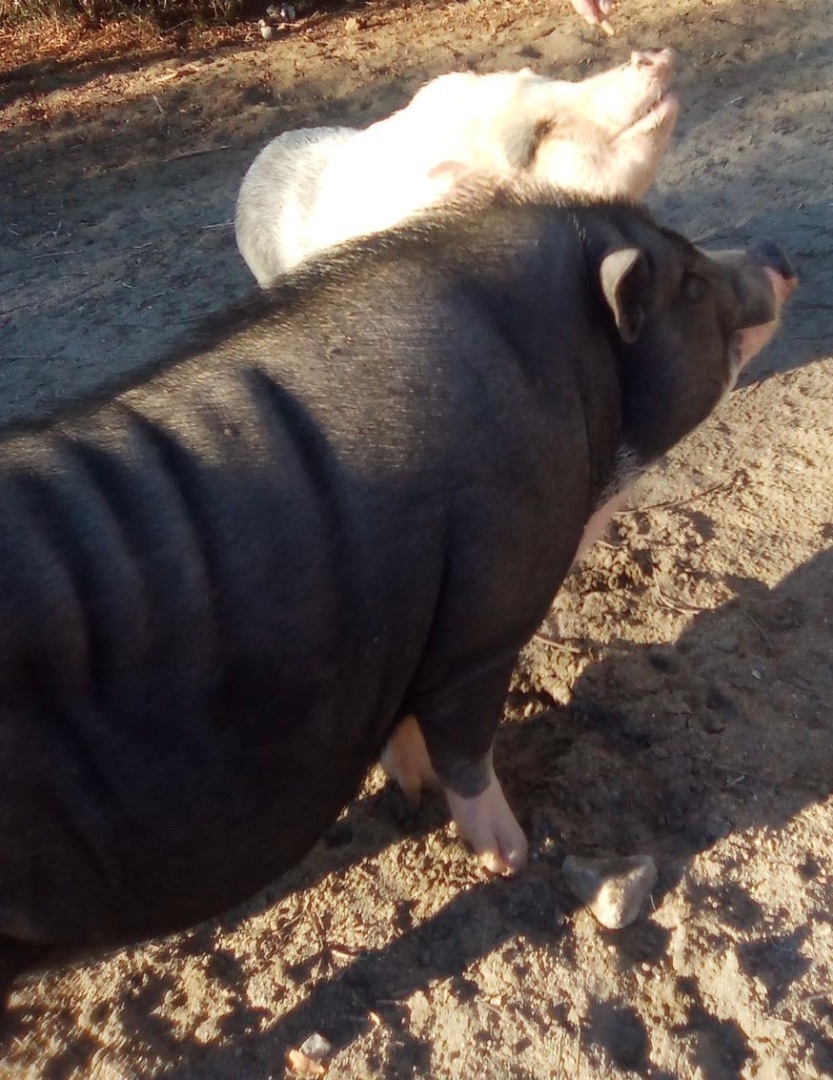 Pinky, a Adoptable Pig in Palm Desert, CA image 5/6
