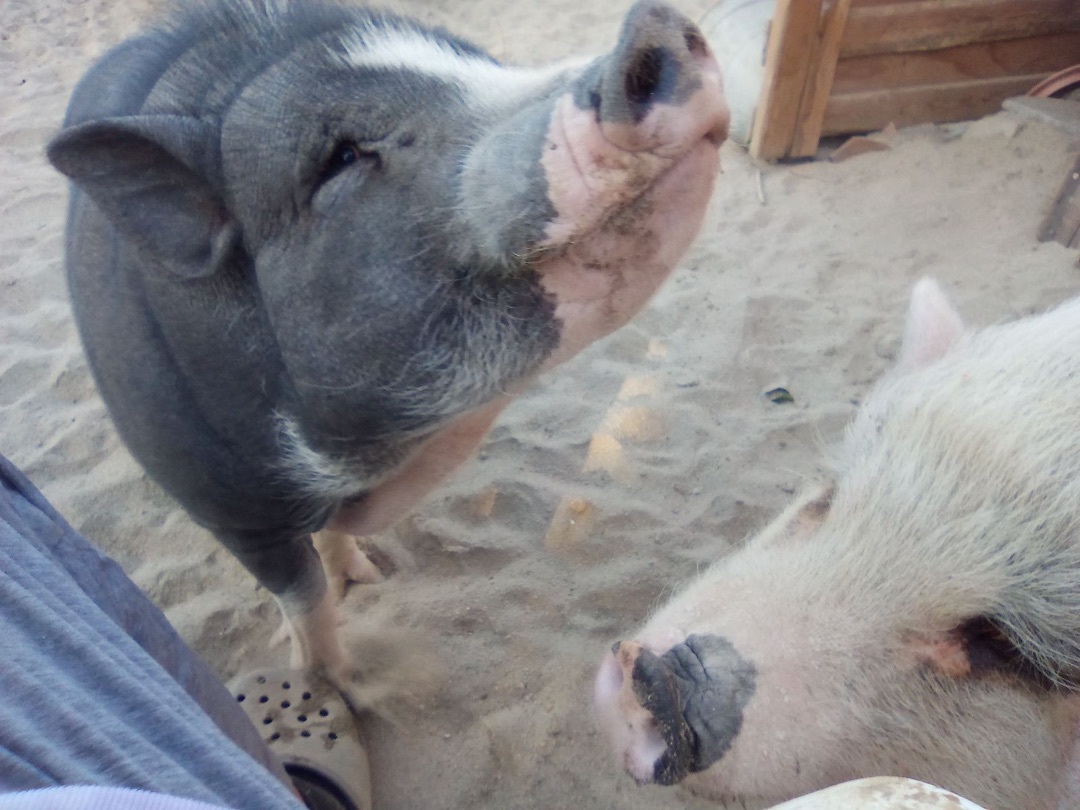 Pinky, a Adoptable Pig in Palm Desert, CA image 6/6