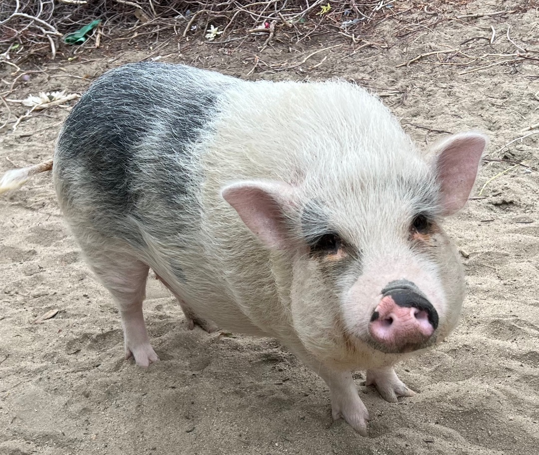 Pinky, a Adoptable Pig in Palm Desert, CA image 4/6
