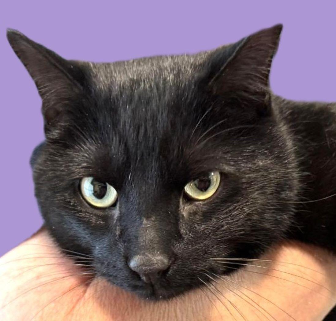 Enlarge Martin, a Adoptable Domestic Short Hair in Savannah, GA image 1/2