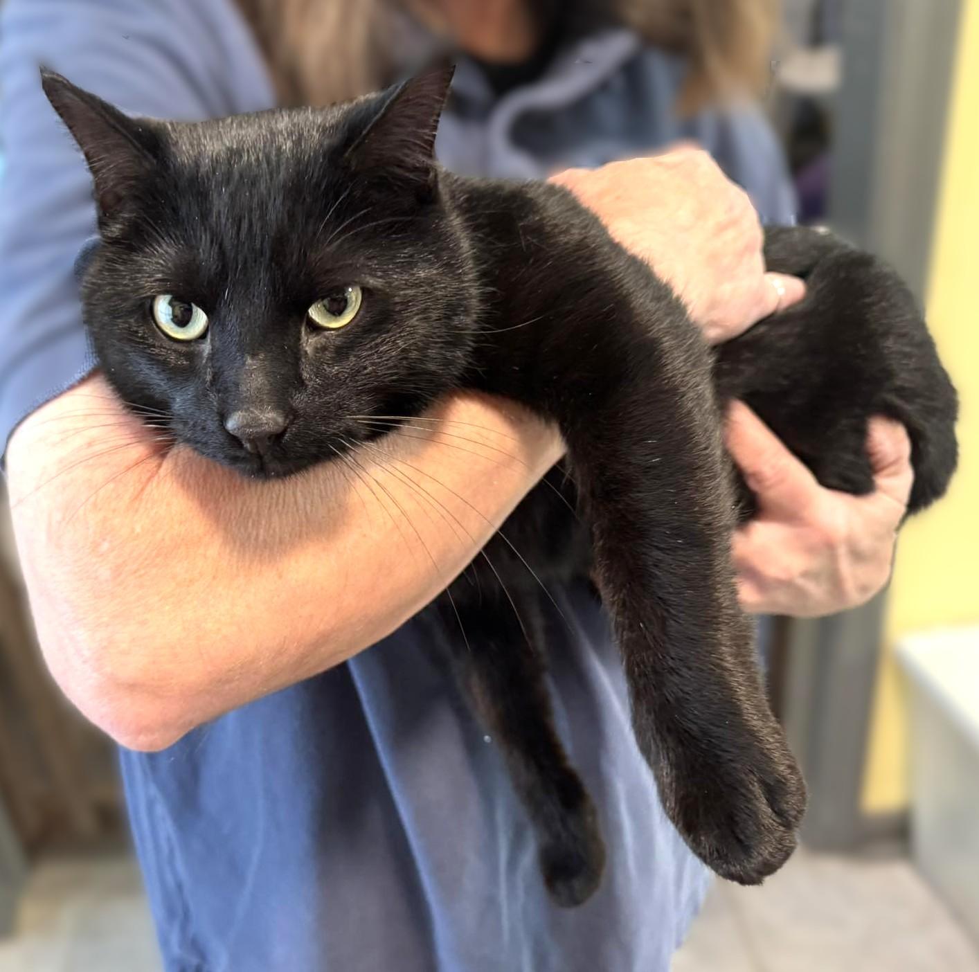 Enlarge Martin, a Adoptable Domestic Short Hair in Savannah, GA image 2/2