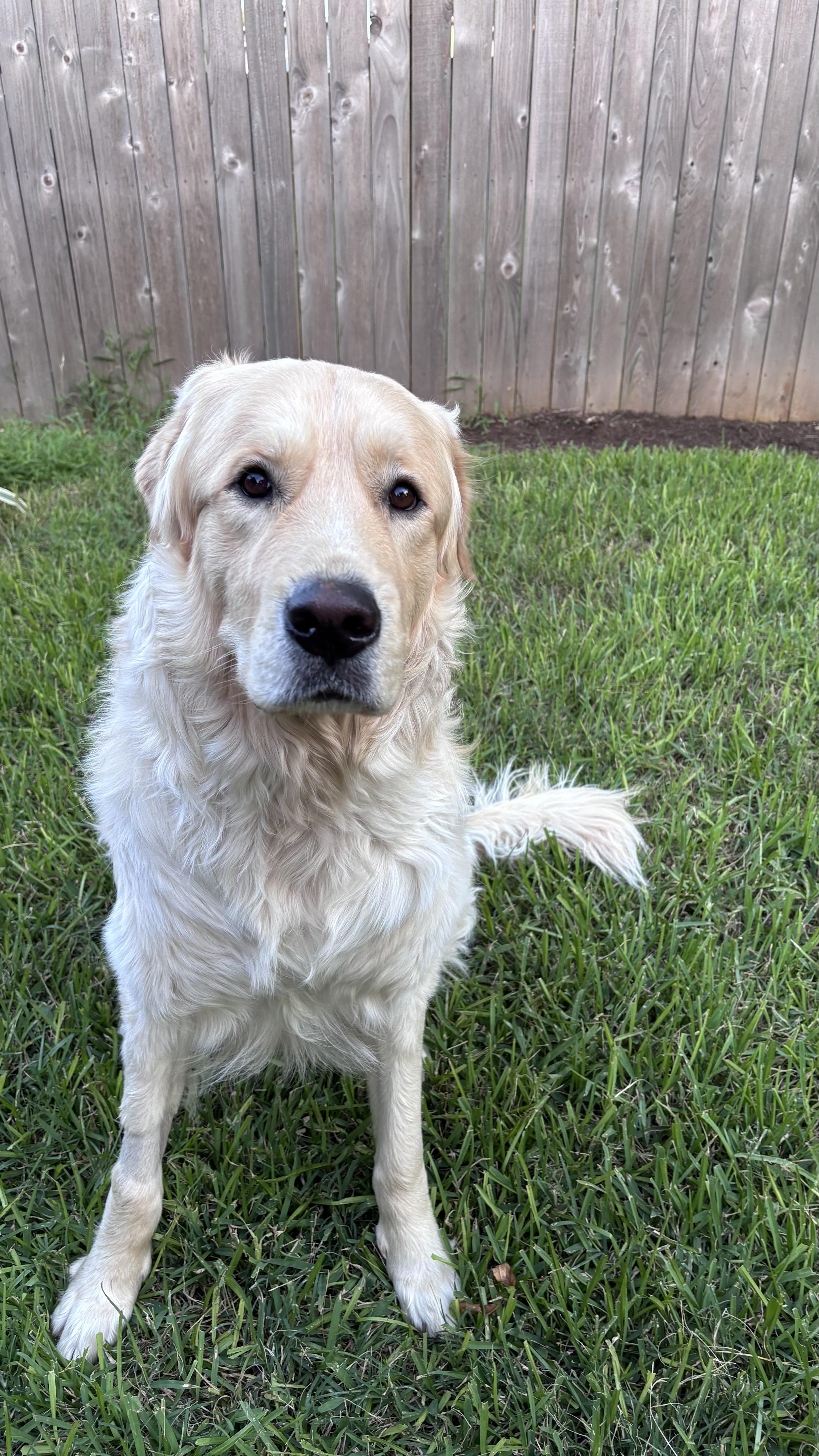 Chewie, Adoptable, Young Male Great Pyrenees & Anatolian Shepherd.