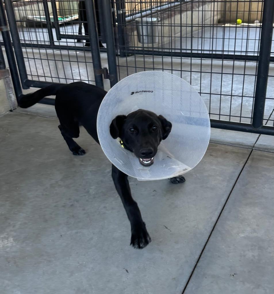 Mabeline (Mcdonald's), Adoptable, Young Female Mixed Breed.