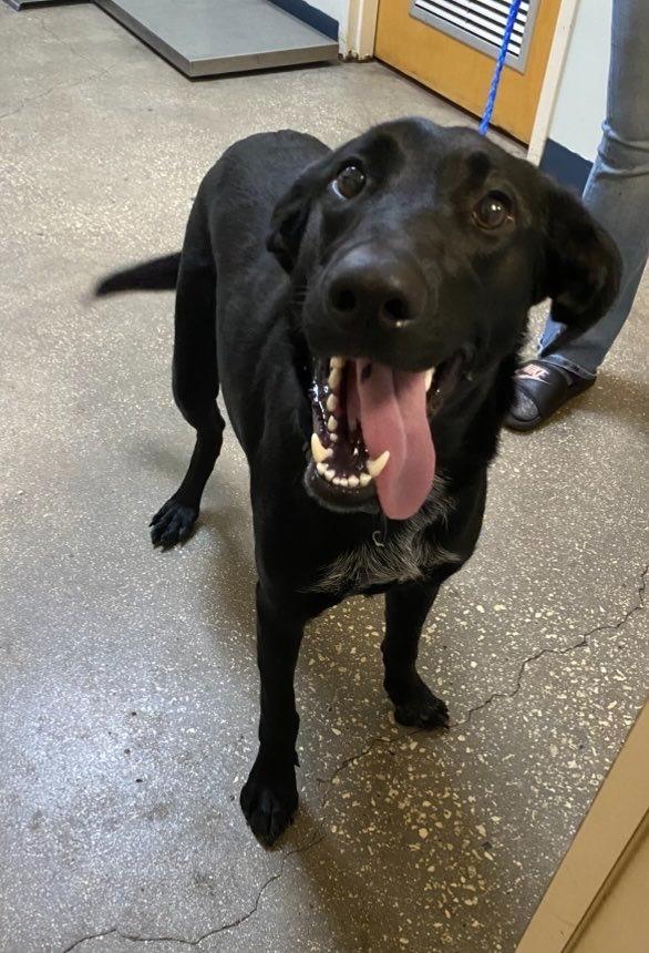 Enlarge Mabeline (Mcdonald's), a Adoptable Mixed Breed in Ocala, FL image 2/2