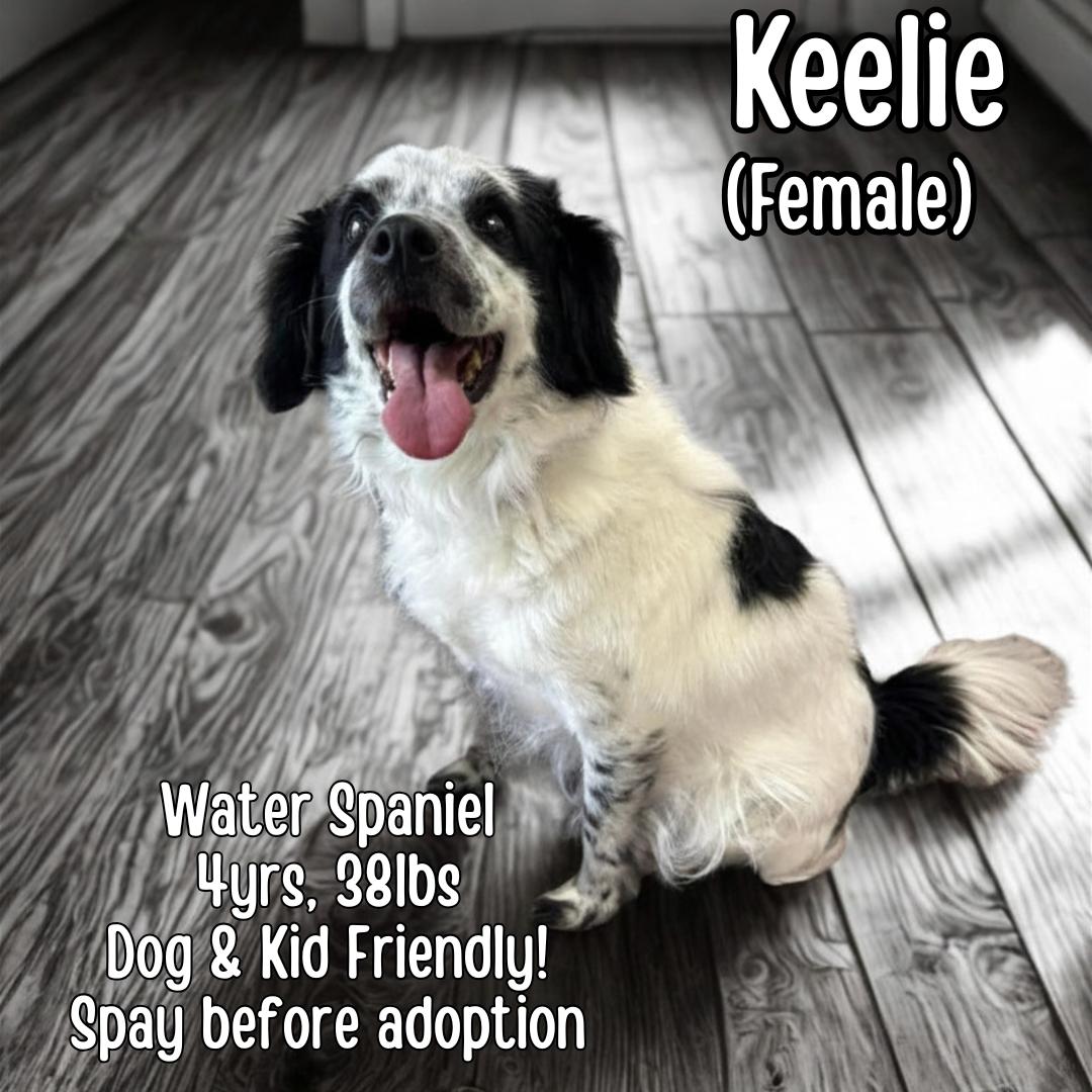 Enlarge Keelie, a ADOPTABLE American Water Spaniel in Lancaster, KY image 1/1