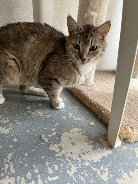 Enlarge Paisley, a Adoptable Domestic Short Hair in Hollister, CA image 1/4