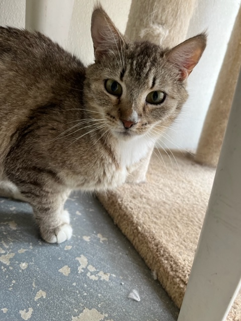 Enlarge Paisley, a Adoptable Domestic Short Hair in Hollister, CA image 2/4