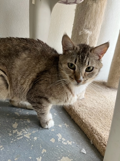 Enlarge Paisley, a Adoptable Domestic Short Hair in Hollister, CA image 3/4