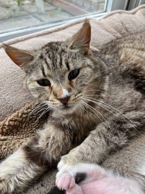 Enlarge Paisley, a Adoptable Domestic Short Hair in Hollister, CA image 4/4