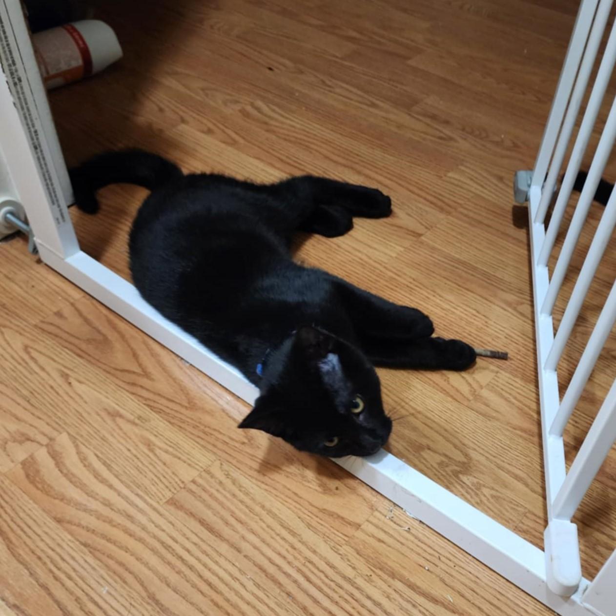 Percy, a Adoptable Domestic Short Hair in Puyallup, WA image 2/2