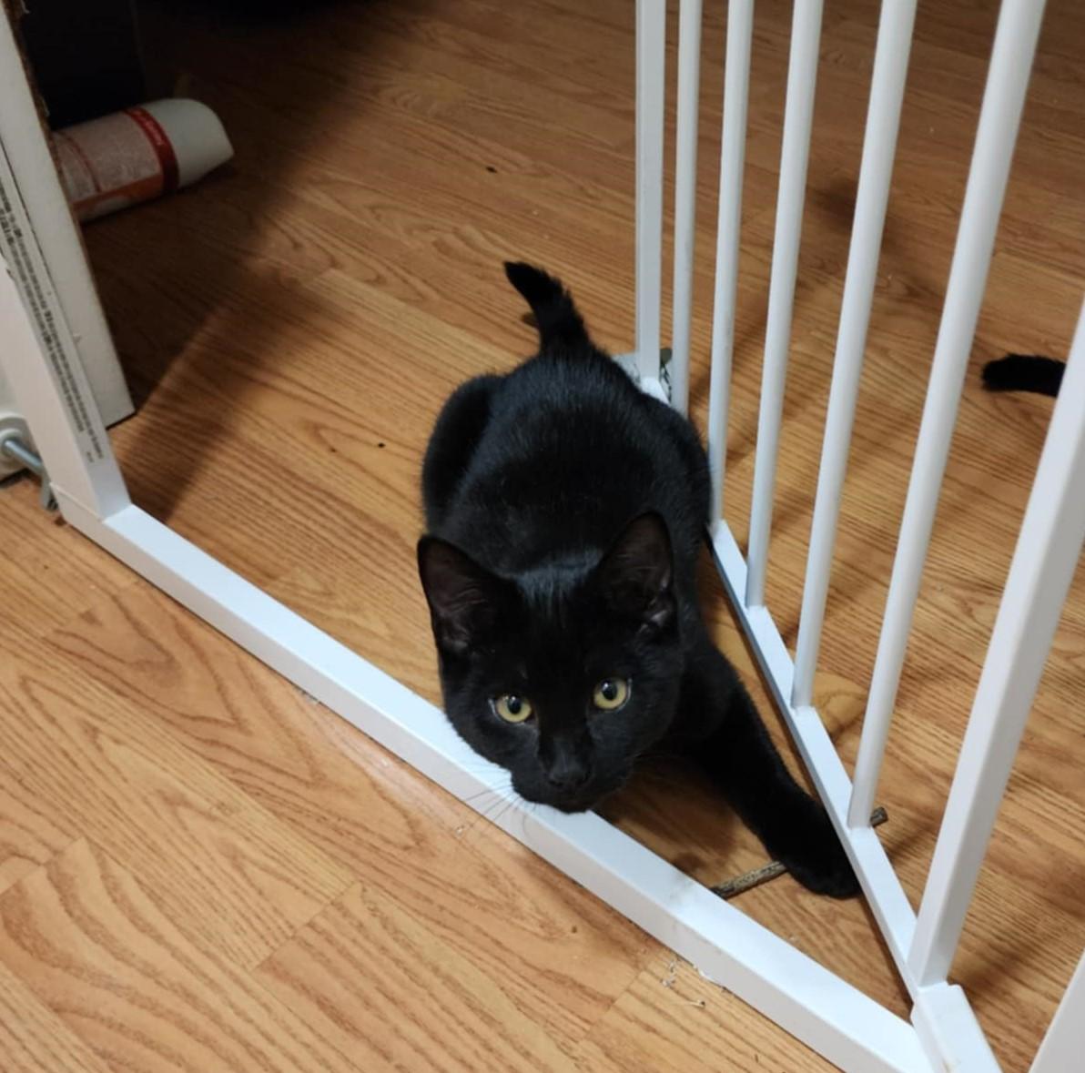 Percy, a Adoptable Domestic Short Hair in Puyallup, WA image 1/2