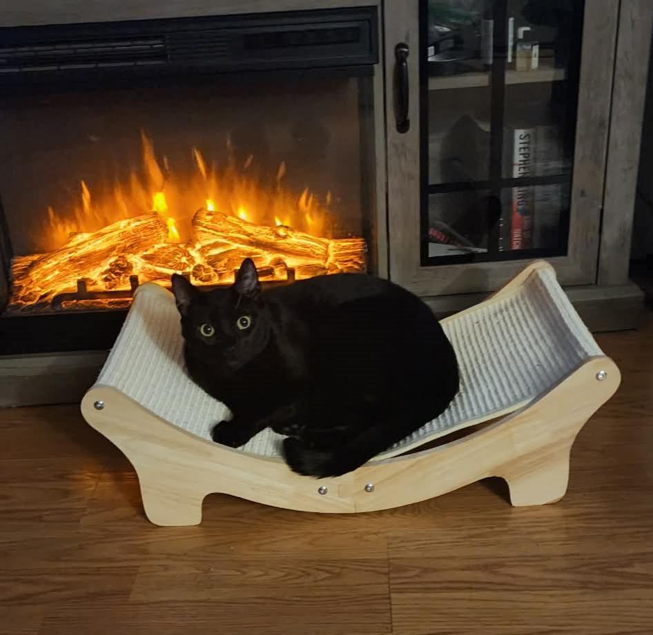 Percy, a Adoptable Domestic Short Hair in Puyallup, WA image 1/4