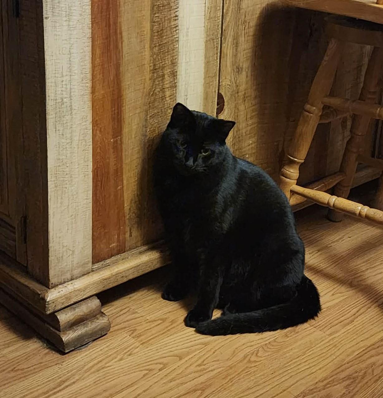 Percy, a Adoptable Domestic Short Hair in Puyallup, WA image 2/4