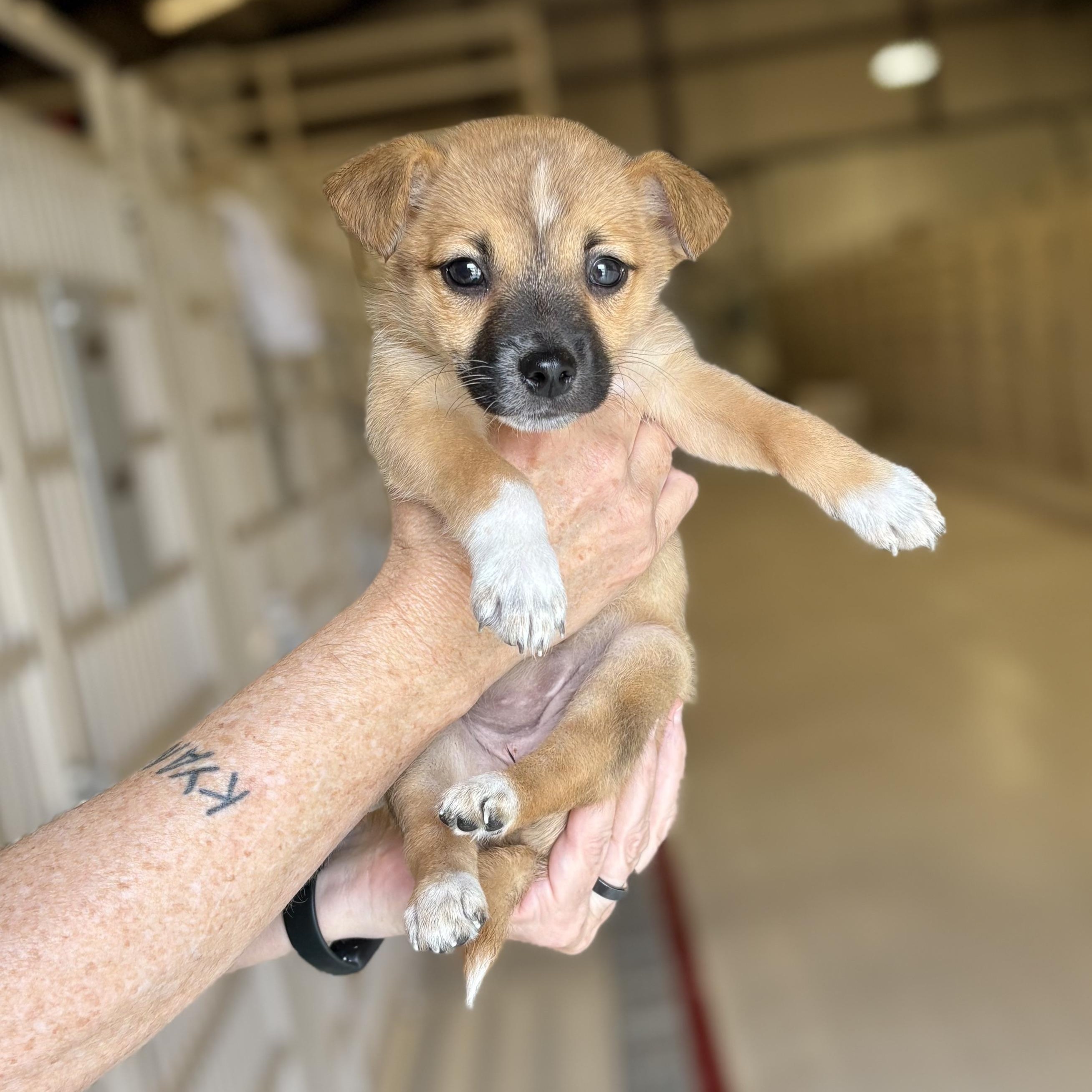 Gigi- arriving 7/15!