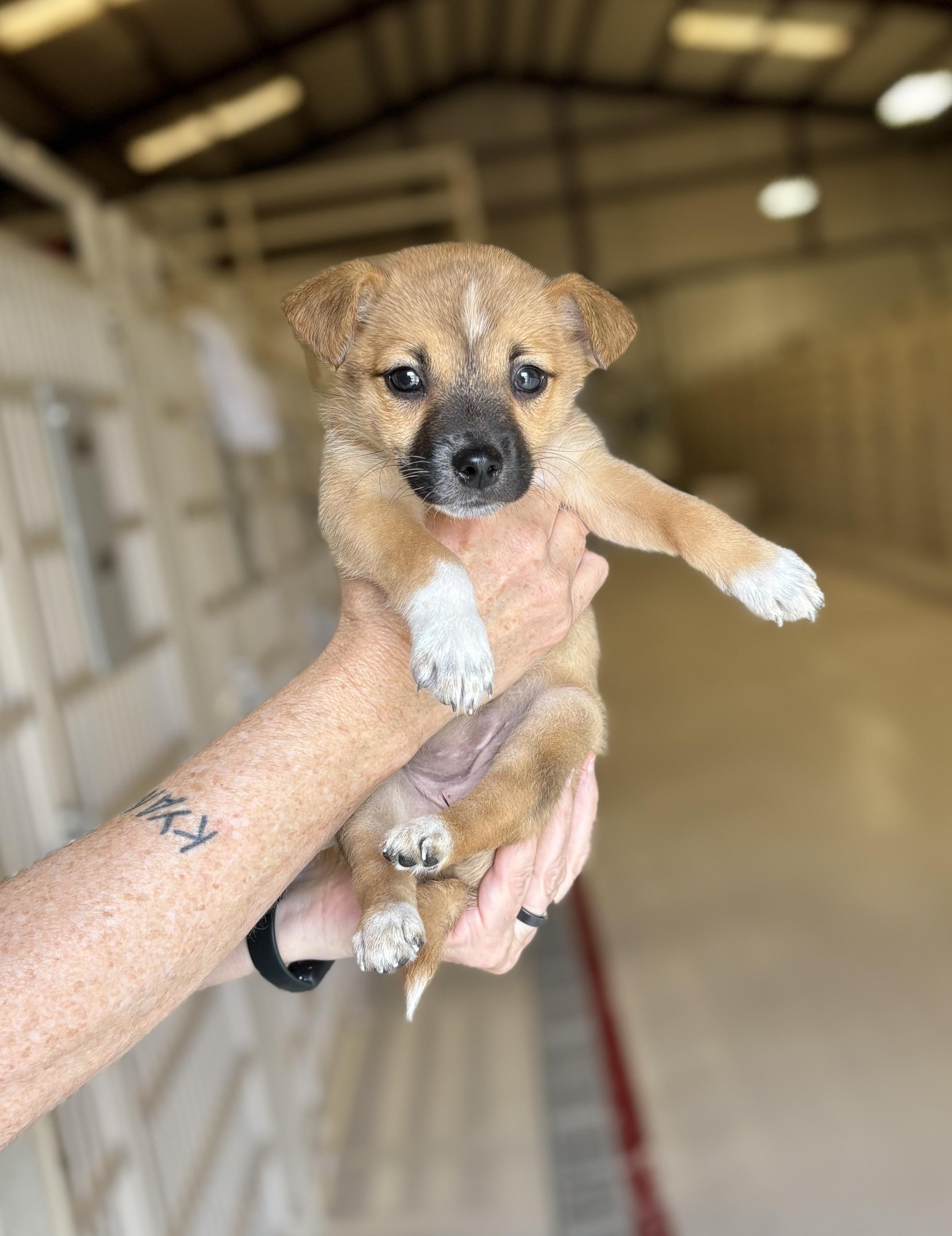 Gigi- arriving 7/15!