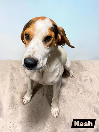 Enlarge Nash, a Adoptable Coonhound in Sullivan, IN image 1/1