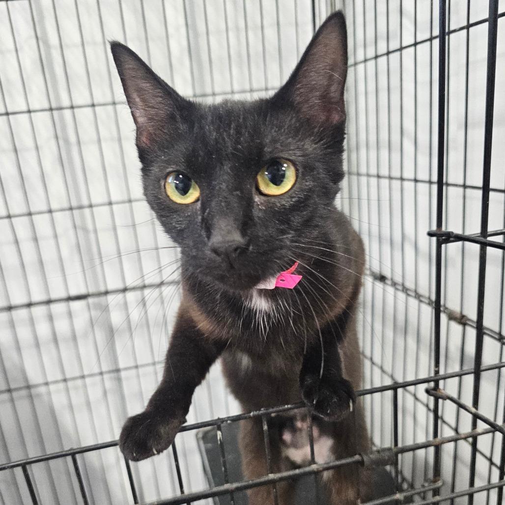 Bobbie Jo, Adoptable, Adult Female Manx & Domestic Short Hair.