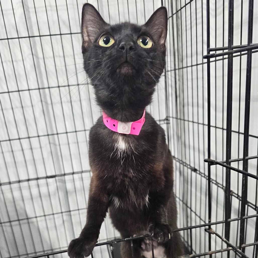 Enlarge Bobbie Jo, a Adoptable mixed breed in Corydon, IN image 2/2