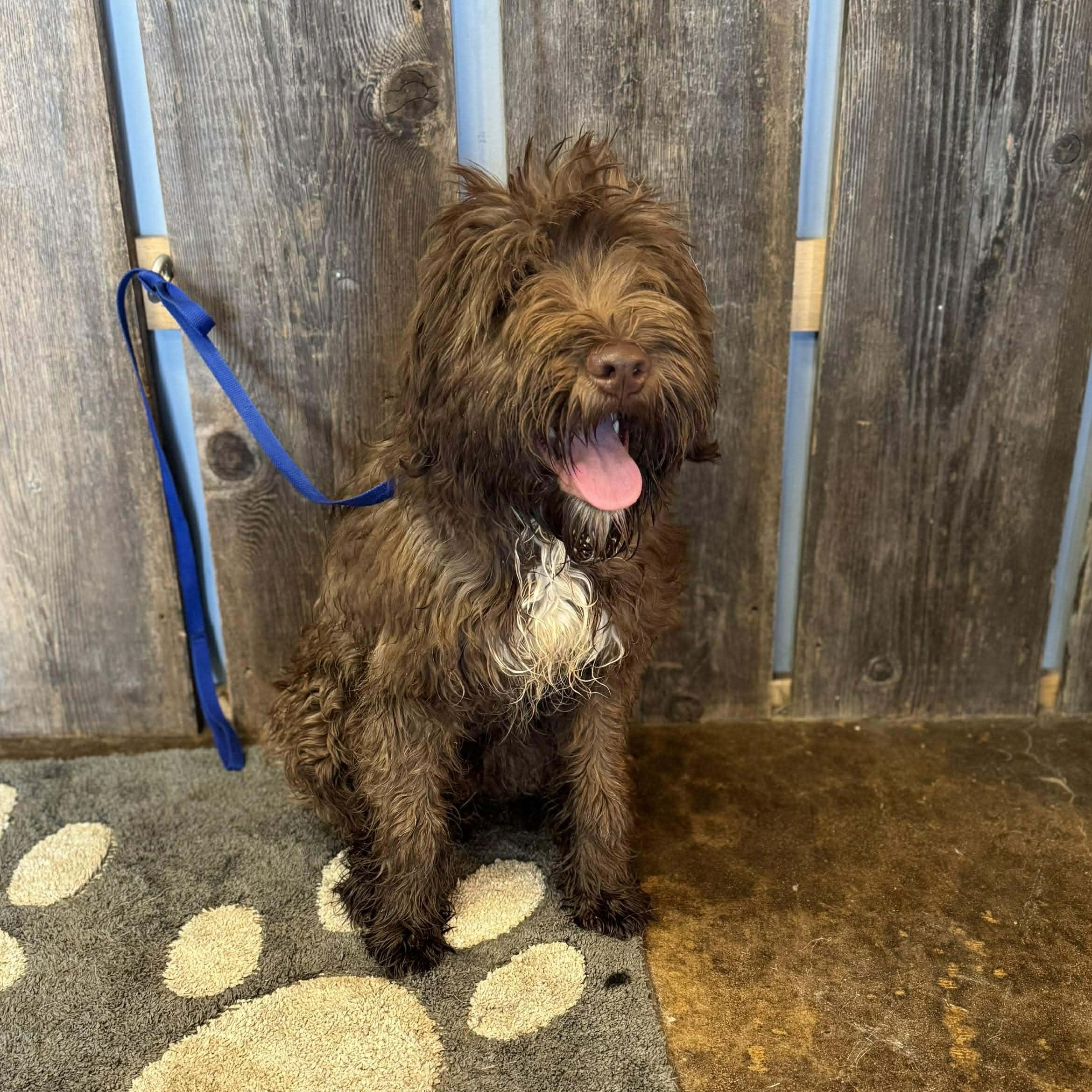 Enlarge WEASLEY   $425, an adopted mixed breed in Milwaukee, WI image 2/3