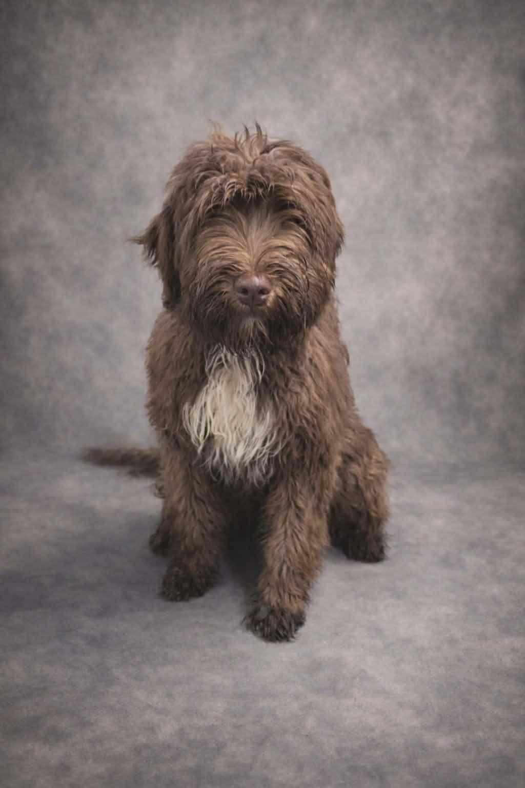 Enlarge WEASLEY   $425, an adopted mixed breed in Milwaukee, WI image 1/3