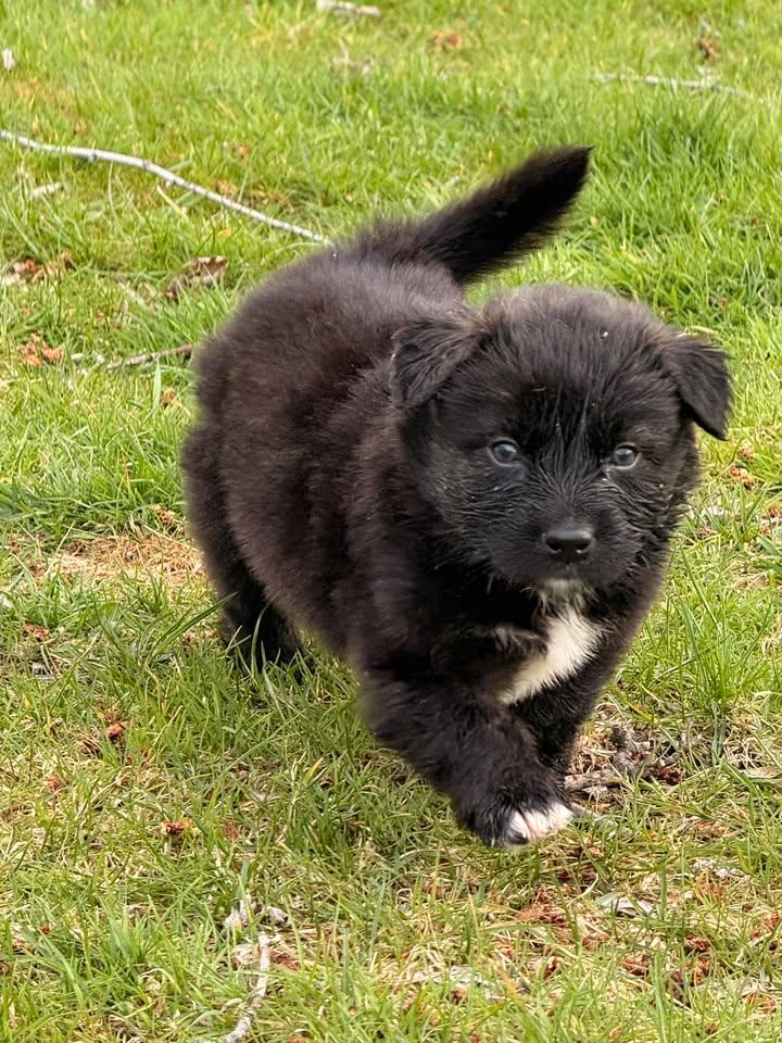 Enlarge Walter, a Adoptable mixed breed in LEWISTON, ID image 1/1