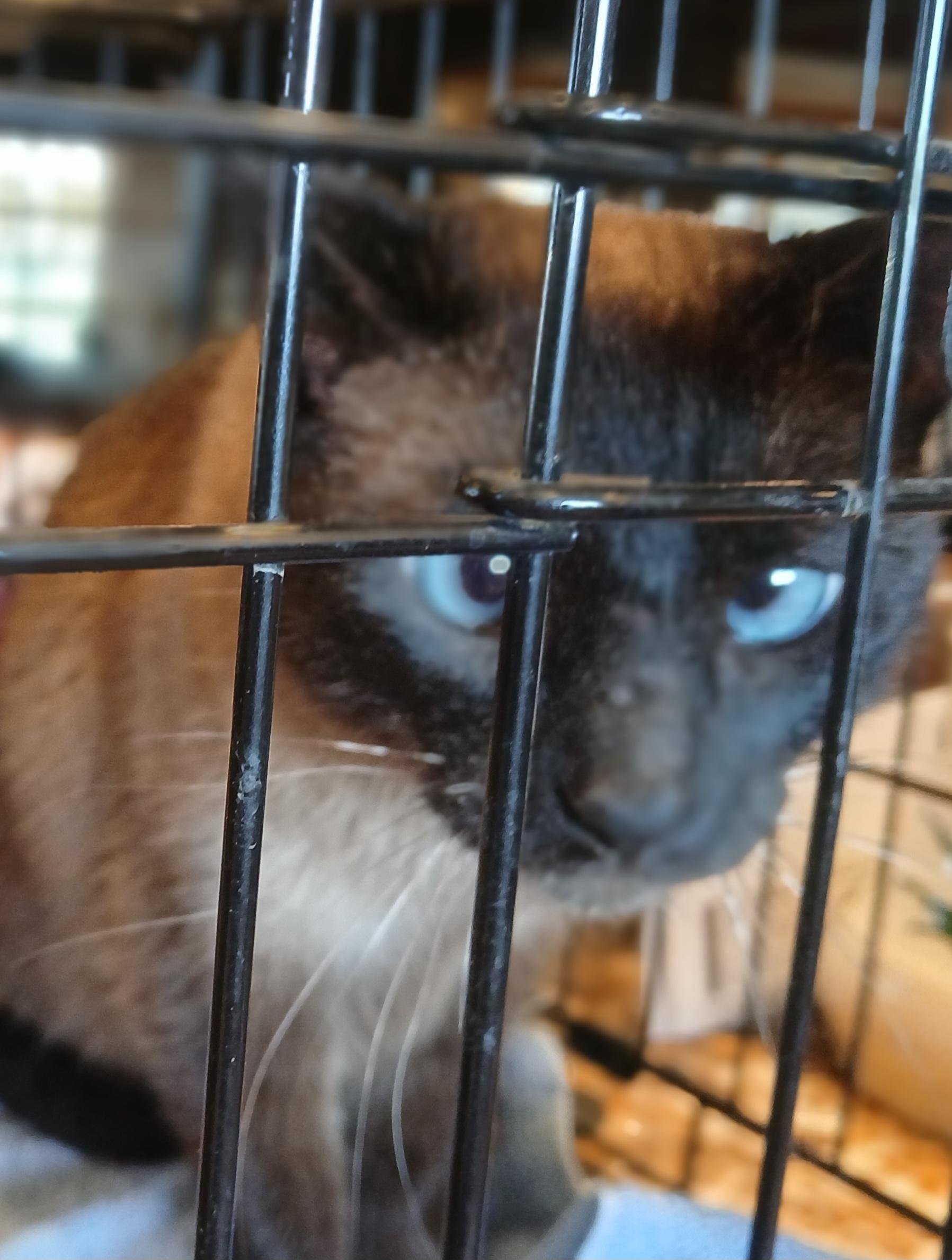 Enlarge Starchie, a Adoptable Siamese in Lees Summit, MO image 1/1