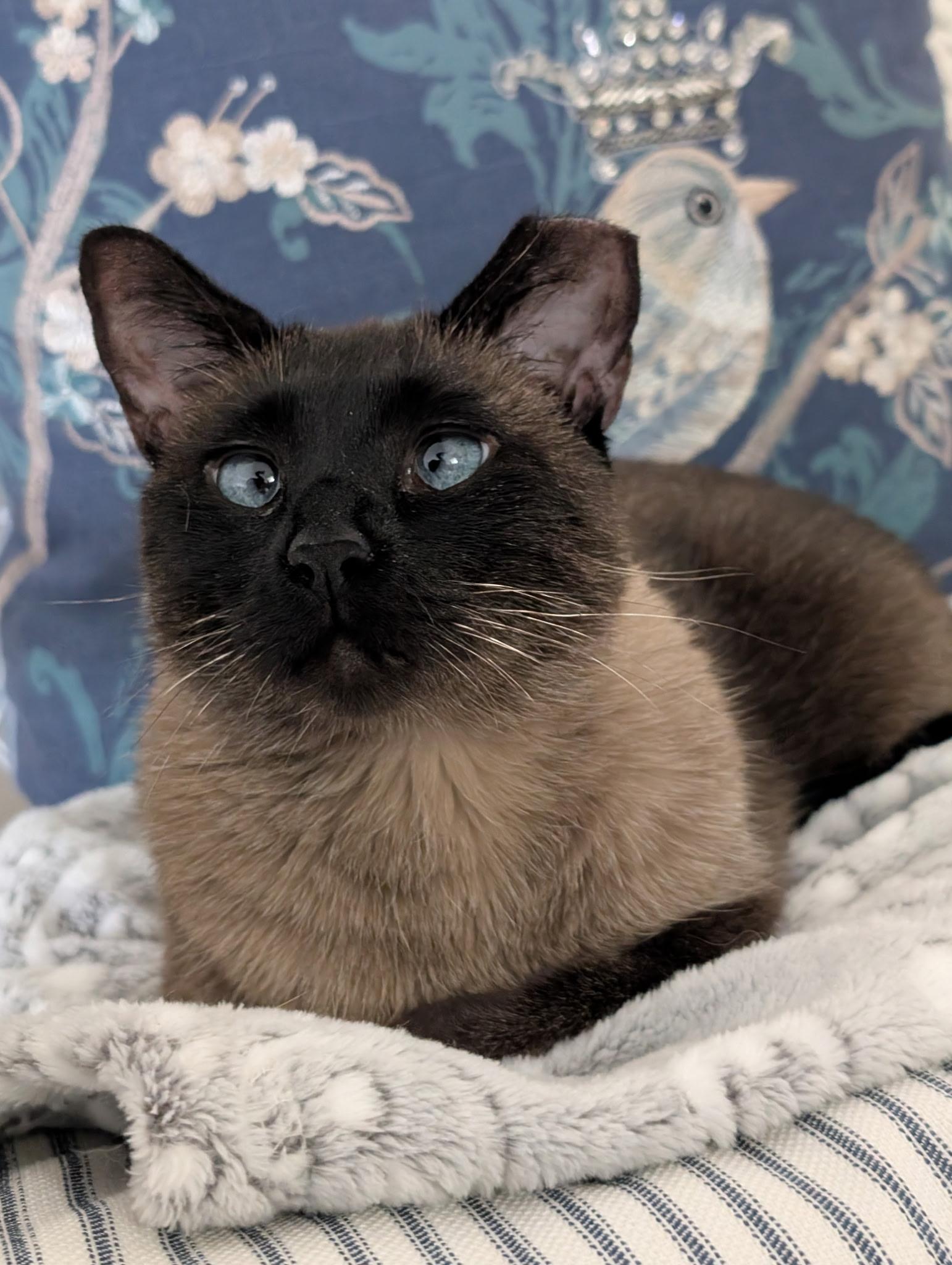 Enlarge Starchie / Millie, a Adoptable Siamese in Lees Summit, MO image 1/1